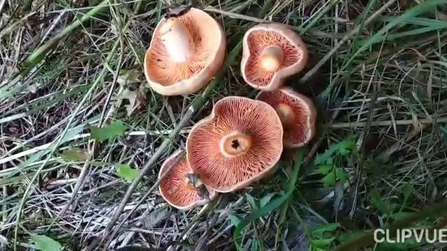 ГДЕ ПРЯЧУТСЯ РЫЖИКИ...РЫЖИК- ВЕСТНИК СЕНТЯБРЯ...