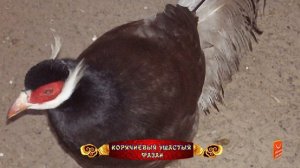 Уникальные животные Китая