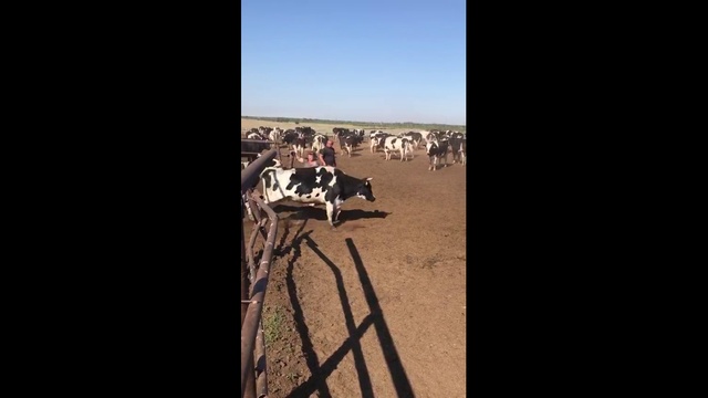 700 голов коров готовятся на отгрузку в СНГ. смотреть онлайн