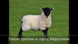 я - маленькая овечка