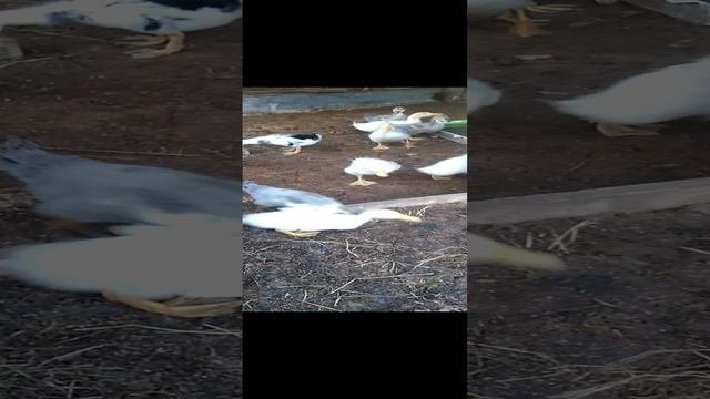 Домашние утята. Целую ночь не ели, проголодались бедолаги.