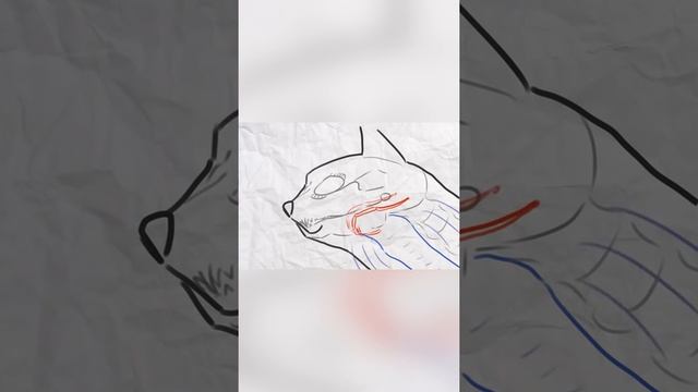 Кошки мурлыкают как и почему?