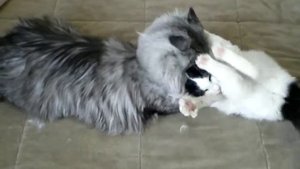 Мейн-кун против домашней кошки
