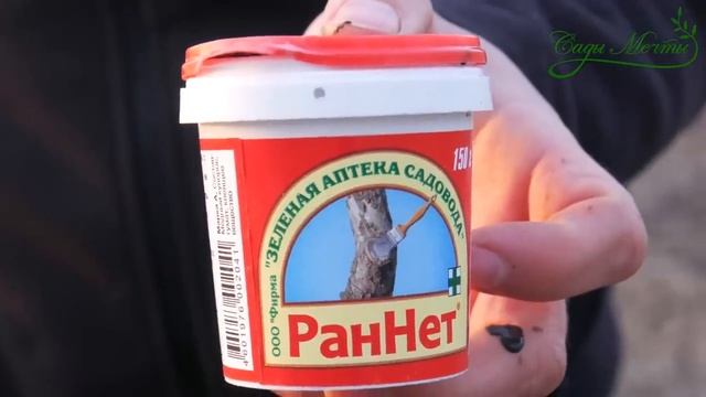 Лучшая садовая замазка для защиты ран после обрезки деревьев. #СадовыйЭксперт