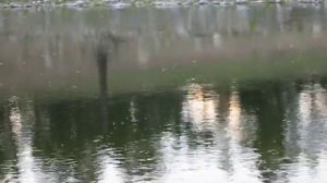 Вылет ручейника ,Окинское плато .