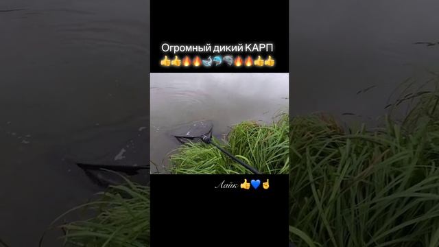 карп