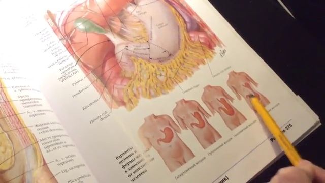 2 9 Желудок смотреть онлайн