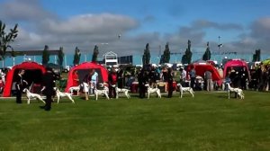 WORLD DOG SHOW 2010 ( HERNING ) CHKL -  PART 1: SELECT  TOP 8 of the 22  FEMALE CHAMPION