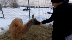 Парк отдыха "Зооферма Шихово" зимой.  Видеообзор