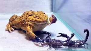 Лягушка бык захавал скорпиона