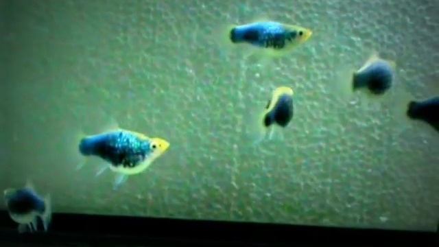 ПЕЦИЛИЯ "ГОЛУБОЙ ТОКСЕДО" смотреть онлайн