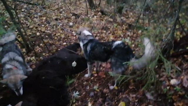 Охота на Медведя смотреть онлайн