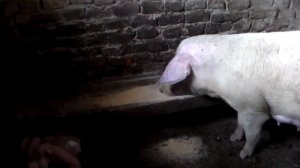 Кормление свиноматки до и после опороса.Как быть если свиноматка не ест?