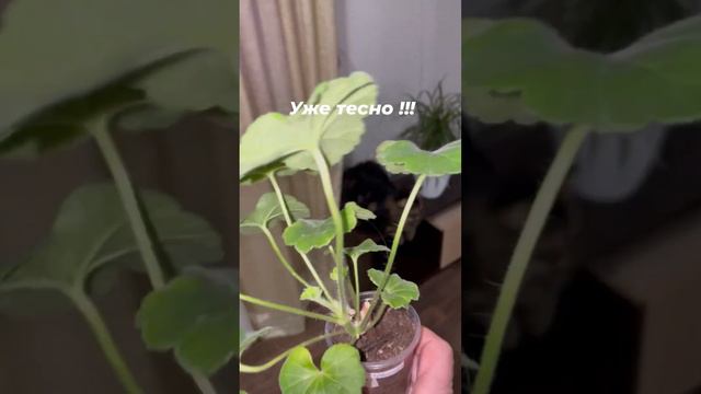 Такие черенки пеларгоний требуют срочную перевалку