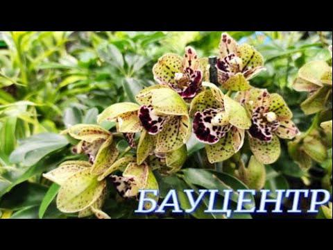 №400/ РОСКОШНЫЕ орхидеи!!! ШИКАРНЫЕ Цимбидиумы, Пофиопедилумы, Дендробиумы в БАУЦЕНТРЕ на Рост.Шоссе