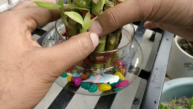 इन 4 गलतियों से बन रहा है आपका LUCKY BAMBOO, UNLUCKY || 4 MISTAKES THAT TURN LUCKY BAMBOO UNLUCKY смотреть онлайн