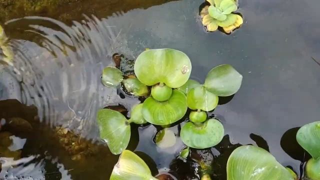 Эйхорния убила нитчатку ?? смотреть онлайн