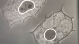 Микроскопы, строение клетки, строение ядра, митоз