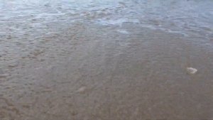 Поехали на МОРЕ в станица БЛАГОВЕЩЕНСКАЯ | Сократили через Лиман | Переезд в Краснодар