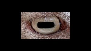 Почему у коз и овец прямоугольные зрачки?