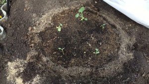 Как сажать дыни и арбузы!