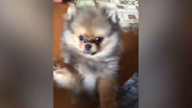 Шпиц Немецкий/гиперактивность/3месяца