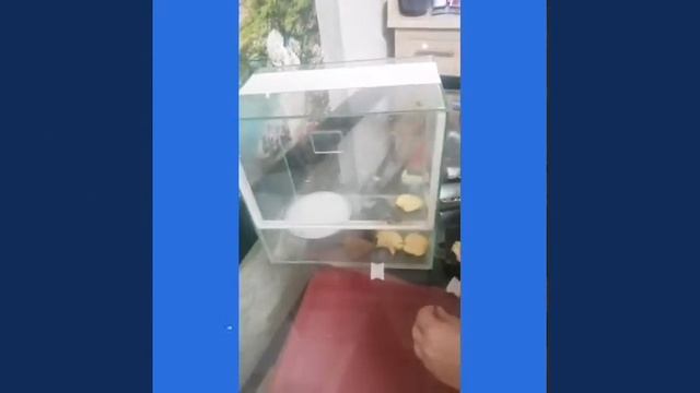 Улитка ахатина рожает первый раз смотреть онлайн