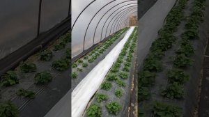 клубника в  балагане 15 марта