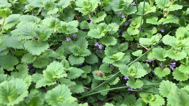 Bee Attracted to the Ground-Ivy Flowers смотреть онлайн