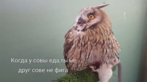 Все звуки Ушастой совы Кёрби