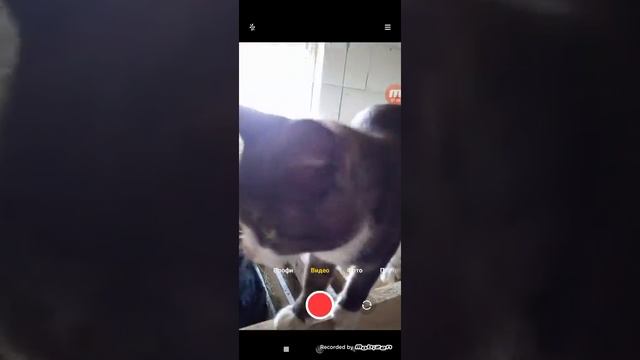 как правильна доить корову! смотреть онлайн