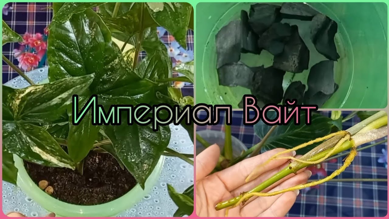 Неторопливый СИНГОНИУМ Империал Вайт?От черенка до куста?Особенности?Уход?Размножение?Полив