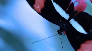 BMLaVa – Бабочка смотреть онлайн