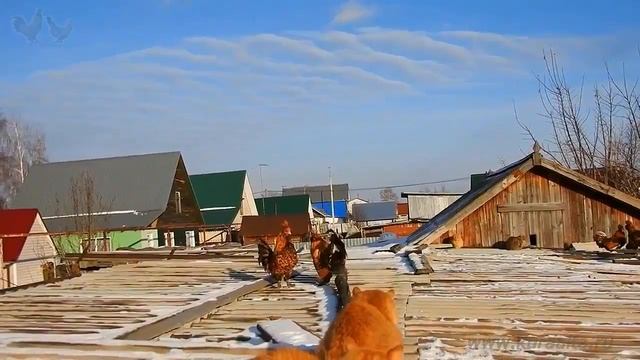 Сибирские деревенские кошки и Павловские куры Siberian Farm cats and Pavlovskie Chickens