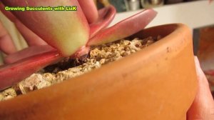 Succulent Beheading UPDATE - 30 Days Later for Echeveria Romeo, Nicksana, Rolly, Lovely Rose | GSwL