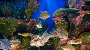 Best 4K HDR Aquarium - Perfect for relax Screensaver - Sequence 74 [1 Hour]