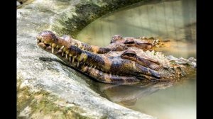 ЛОЖНЫЙ ГАВИАЛ! ГАВИАЛОВЫЙ КРОКОДИЛ ИЛИ Tomistoma Schlegelii.