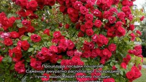 Роза Фламментанц (Flammentanz) — посадка и уход, как обрезать после цветения