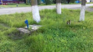 Таловая.Воронеж.