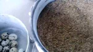 Как удешевить корм для перепелов.