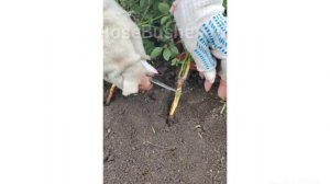 шиповник - лучший подвой для роз!)?