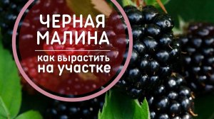 Черная малина – Агротехника ? Технология выращивания, обрезка, размножение черноплодной малины