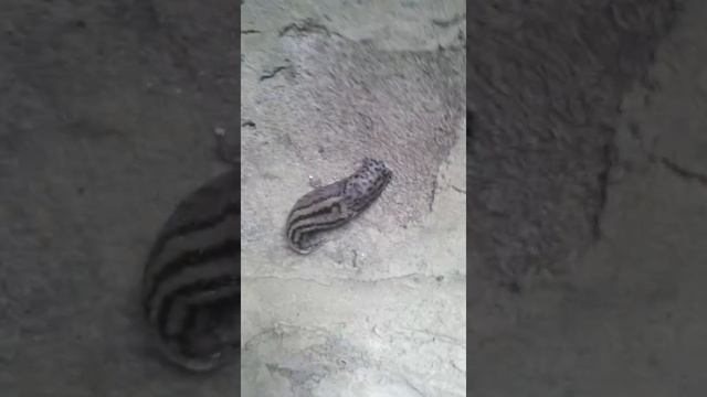 Слизень ГИГАНТ