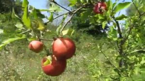 Сорт яблок Ред Эльстар