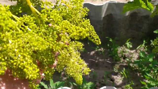 Первыми зацвели Бажена и Велес. Запах!!! Абалденный!) смотреть онлайн