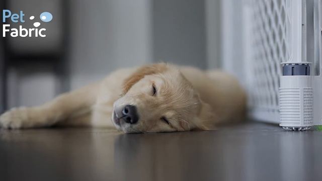 Собака быстро ест! Как с этим бороться? смотреть онлайн