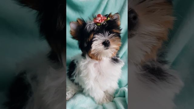 БИВЕР ДЕВОЧКА 2,5 МЕС. смотреть онлайн