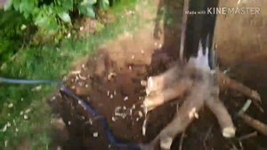 Неудачная попытка выкорчевать корень клёна с помощью мотоцикла!!!