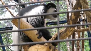 Восточный колобус кричит 13.06.2023