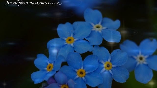 Удивительный язык цветов смотреть онлайн